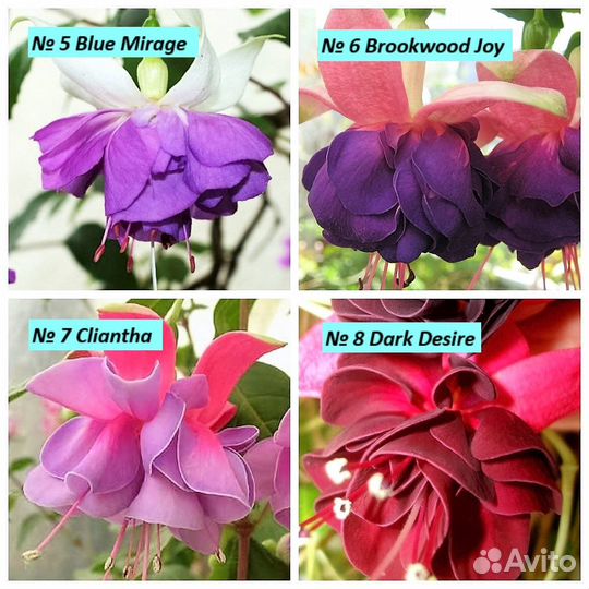 Фуксии сортовые