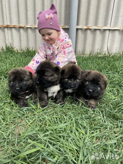 Щенки кавказской овчарки Питомник