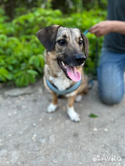 Маленькая собака мальчик