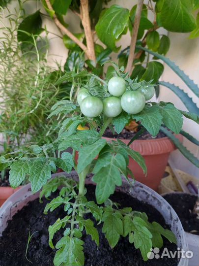 Рассада томатов комнатных