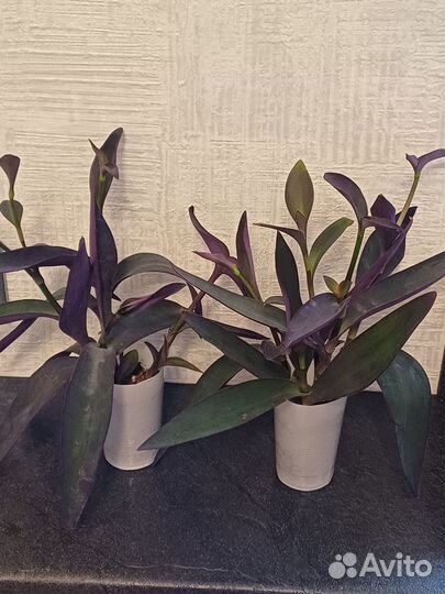 Традесканция сеткреазия