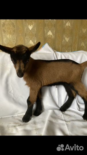 Чешский козлик