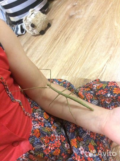 Аннамские палочники