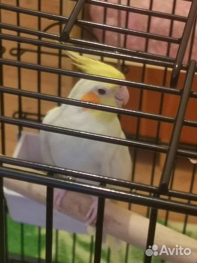 Клетка для попугая корелла