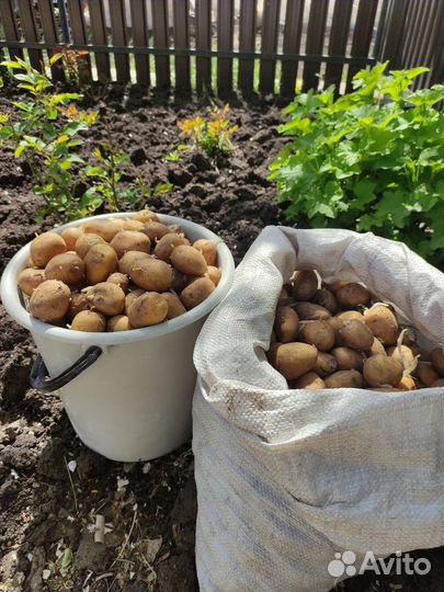 Семенной картофель