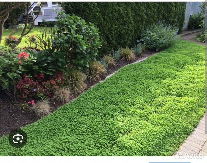 Газон Клевер белый семена