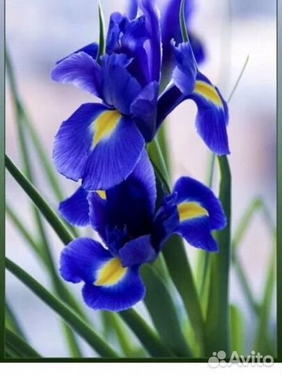 Бородатые ирисы