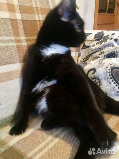 Прекрасная кошечка. Леди Фабби