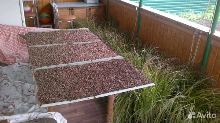 Чуфа земляной миндаль