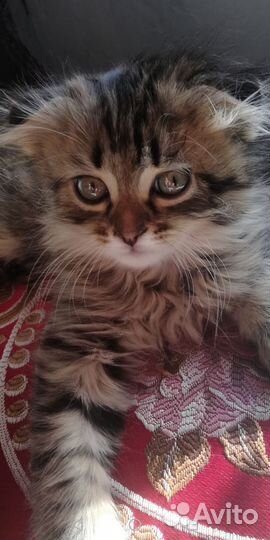 Котята