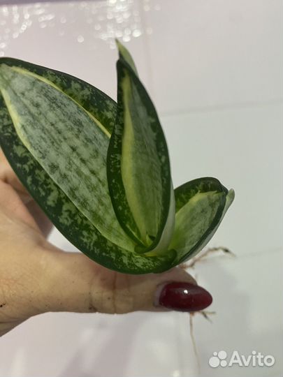 Сансевиерия зебра