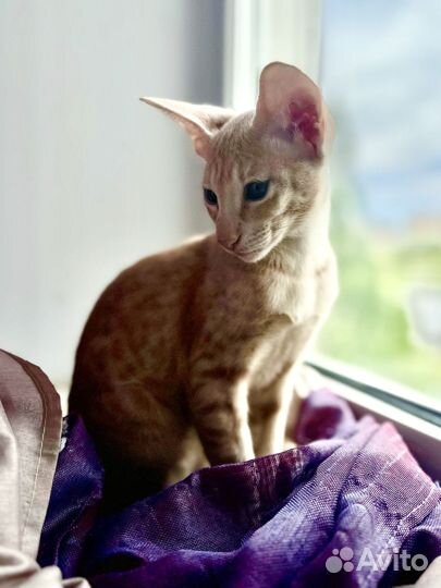 Ориентальные котята