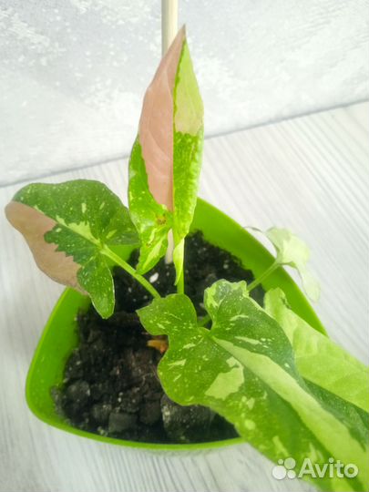 Сингониум ред спот триколор