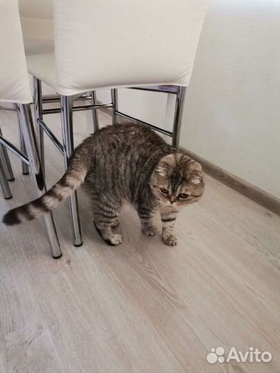 Шотландская кошка бесплатно