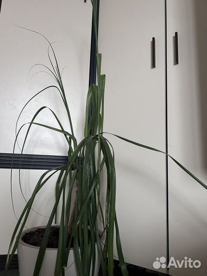 Пальма бокарнея (нолина штамбовая)