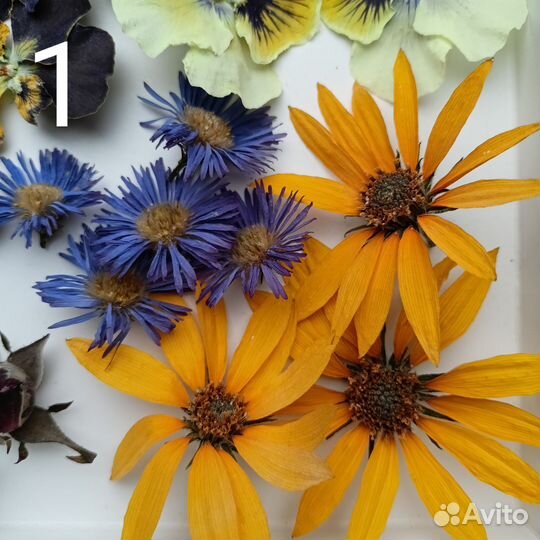 Набор сухоцветов для творчества