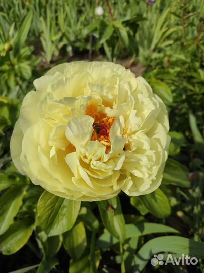 Пион Лемон Шифон