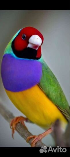 Амадины гульда