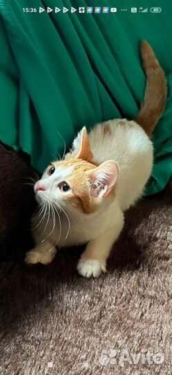 Рыже-белый котенок девочка в дар 2 мес