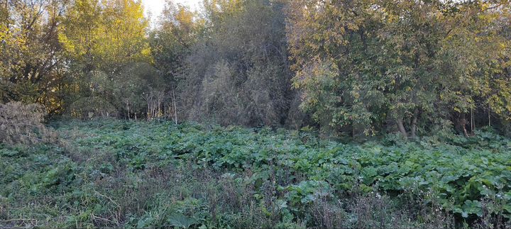 Участок 65,6 сот. (ИЖС)