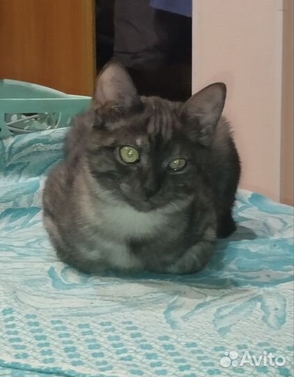 Котик в добрые руки