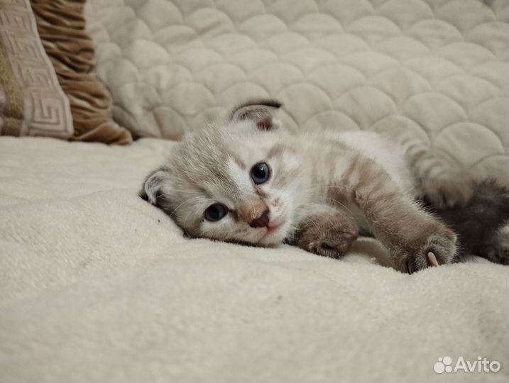 Котята