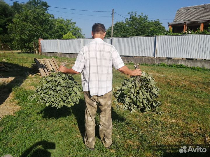 Пучек дубовый