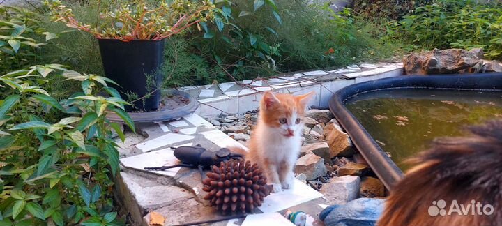 Котёнок кошки-мышеловки в добрые руки