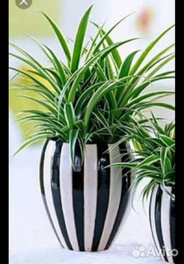 Хлорофитум лаксум