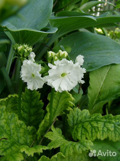 Редкие садовые растения