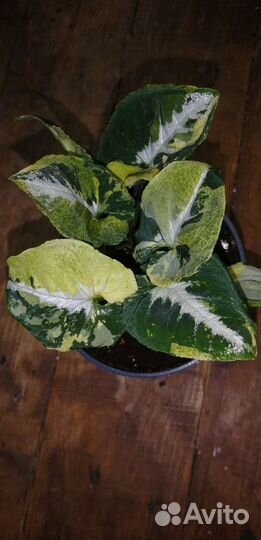 Сингониум Wendlandii Scrambled Eggs Яичница