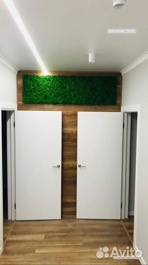 Мох стабилизированный оптом и в розницу