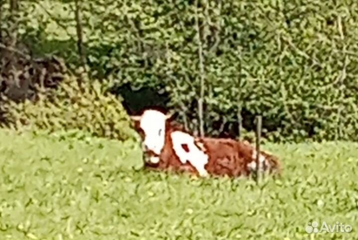 Корова тёлка