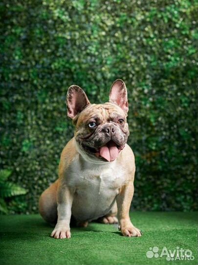 Кобель для вязки