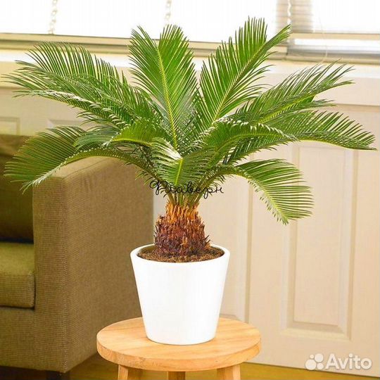 Аквариум, обмен, продажа