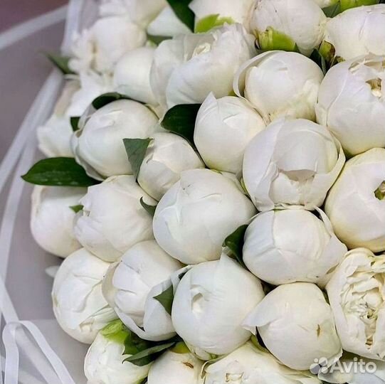 Пионы Цветы Доставка