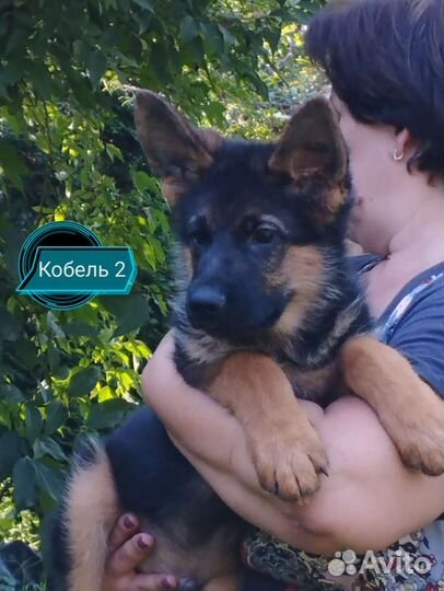 Щенки немецкой овчарки