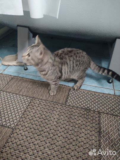 Отдам в добрые руки