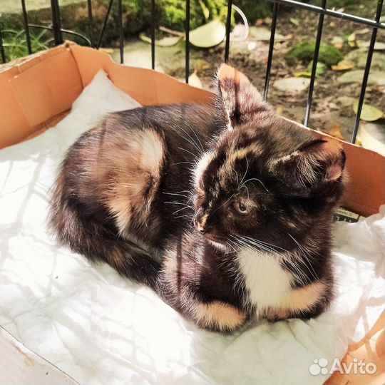 Котенок-девочка ищет дом