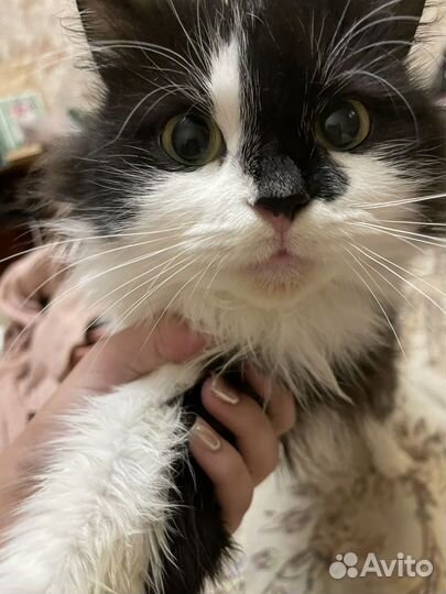 Кошка котенок