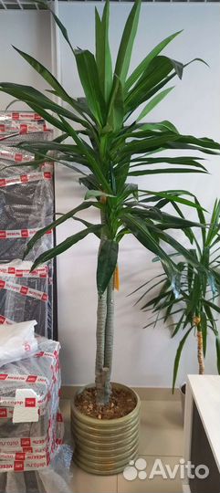 Искусственное дерево Драцена 2,2м(пластик)