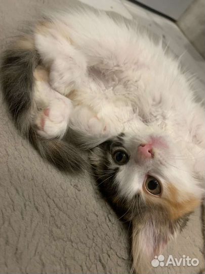 Три кота и одна кошечка