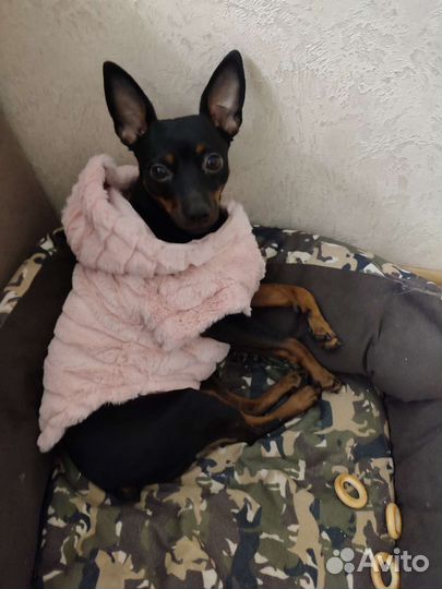 Меховое манто для собаки среднего размера