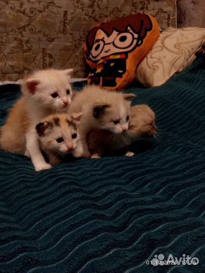 Котятки в добрые руки