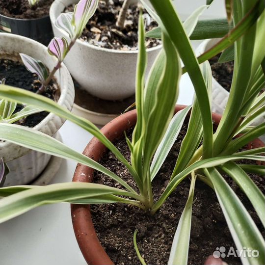 Цветы домашние