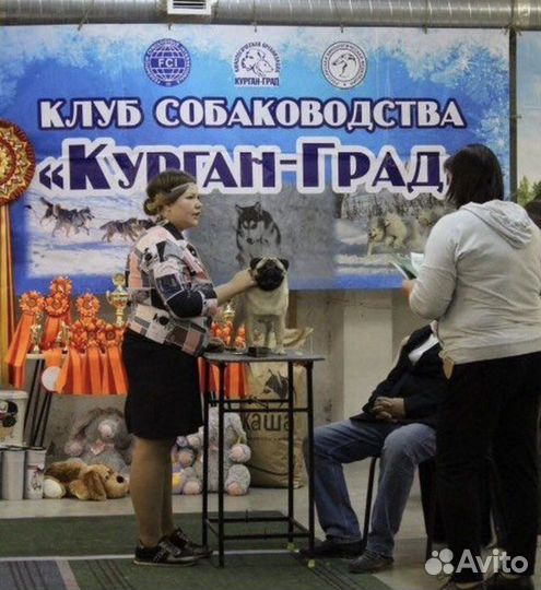 Кобели для вязки с РКФ и титулами