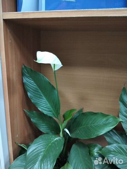 Спатифиллум