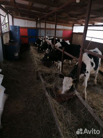 Быки на дорашивание