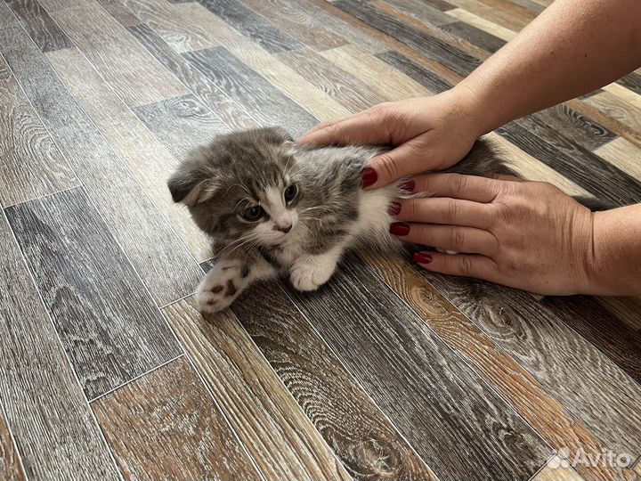 Шотландская