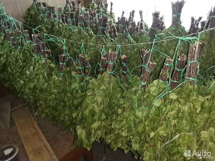 Веники березовые для бани